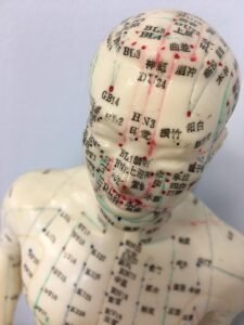 Acupuncture teaching model showing meridians and points